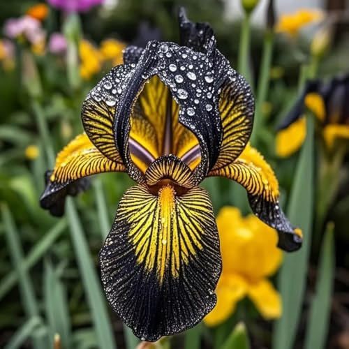 Rizomi Iris Resistenti Perenni - Piantagioni di Iris Rari Eleganti per Esposizione Giardino - Adatto per piantagioni da interno ed esterno-6 rizomi-a