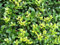 10 x Ilex crenata 'Green Hedge' (Buchsbaum Ersatz/Immergrün/Winterhart/Mehrjährig) Japanische Stechpalme - Die perfekte grüne Hecke für Ihren Garten - Top für Hecken - von Stauden Gänge