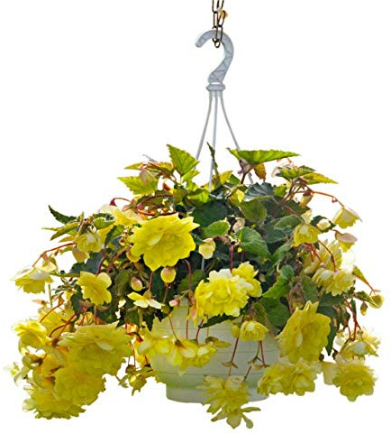 Begonia F1 Illumination Lemon, Approx. 10 Seeds (pellets) (M)