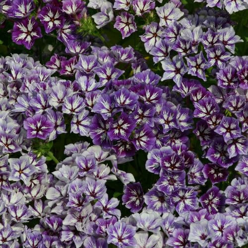 Plant World Seeds - Phlox Drummondii 'Sugar Stars' Seeds (Annual Flower Seeds)