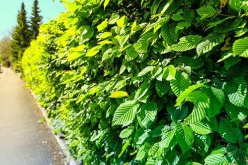30st. Hainbuchen 175-200cm ohne Topf gemessen Heckenpflanzen Carpinus betulus Hecke Weißbuche Gartenhecke Hainbuche Heckenpflanzen