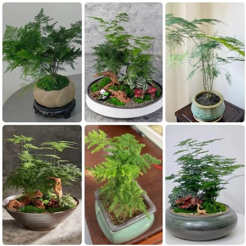 Semillas de helecho espárrago, semillas de interior espárragos setáceos, decoración de la sala de estar Las perennes son 50pcs