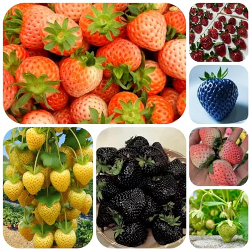 semillas de fresa de balcón, fresas trepadoras de para bancales elevados de balcón columnares resistentes, 300pcs