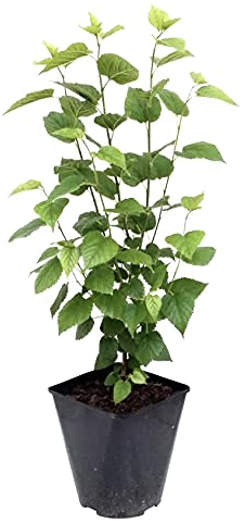 Schwarze Maulbeere Maulbeerbaum Morus nigra ca. 60-100 cm mit 5 Liter Topfballen