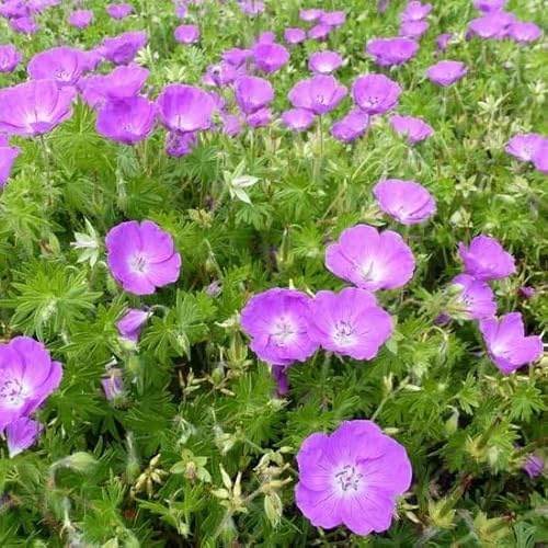 6 x Bloodgungar – Geranium Sanguineum – 9 x 9 cm kruka – långblommande bottenskydd