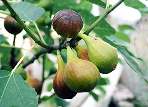 Pianta da frutto ALBERO SIMILE DI FICO UCCELLO A RADICE NUDA - 1 METRO