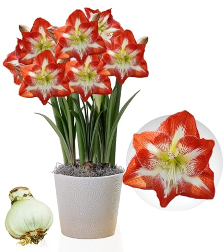 Amaryllis Minerva, 1 bulbo di grandi dimensioni 26/30, Esclusivo, Bulbi da fiore, piante e fiori dall'Olanda, Autentici Hippeastrum (senza semi, cera e non artificiali)
