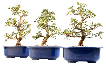 Satsuki Azalee Bonsai – 1x Japanischer Outdoor Bonsai Baum – Perfekter Anfänger- Winterhart – 18 cm Topf – Pflegeleichter Blütenbonsai – Blüht in Wunderschönen Farben