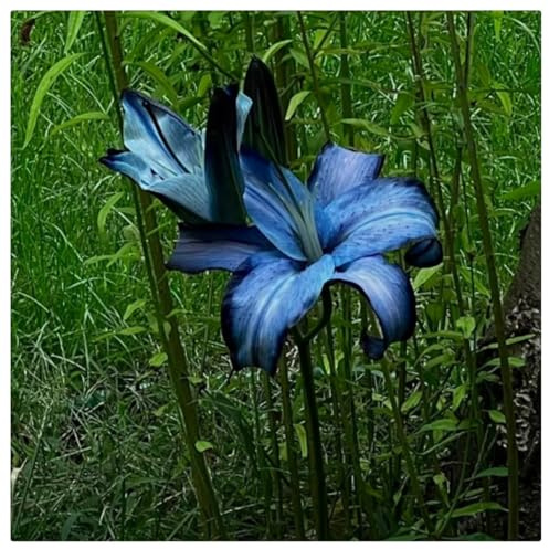 Giglio orientale bulbi di giglio bulbo perenne giardino tubero vasi da piantagione decorazioni per la piantagione-4bulbi-E
