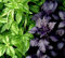 Albahaca, semillas de mezcla Thai Basil - Ocimum basilicum