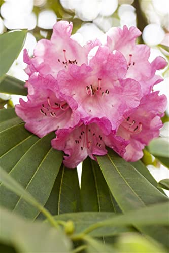 Rhododendron INKARHO ® 40-60 cm - rosa Dufthecke, duftende Blüten, Blütezeit Mai-Juni, ideal für Hecken, pflegeleicht und winterhart