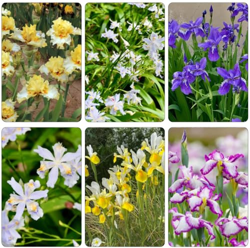 iris iris jardín del balcón balcón camas elevadas de jardín prado de abejas rocas Bulbos perennes y resistentes al invierno 15pcs