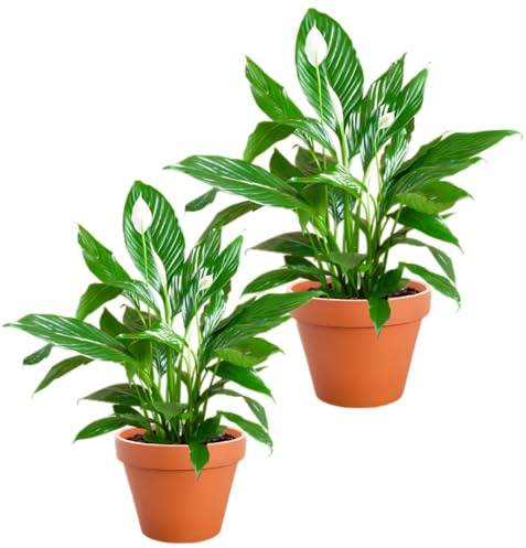 Einblatt | 2er-Set | Spathiphyllum | ca. 40-50 cm | ø 12-15 cm Topf | Pflegeleichte Zimmerpflanzen für Wohnung und Büro | Qualität vom Pflanzen Profi | Ideale Raumbegrünung