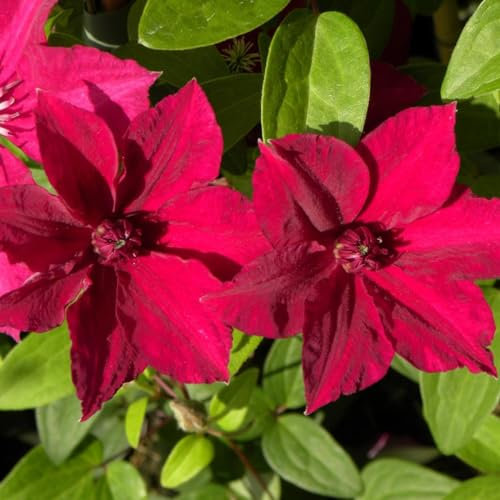 Clématite Perida C 3 Litres