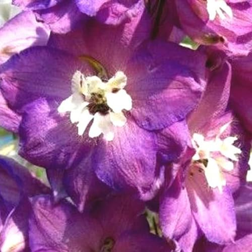 6 x Delphinium 'Astolat' - Perenni Vaso 9cm x 9cm