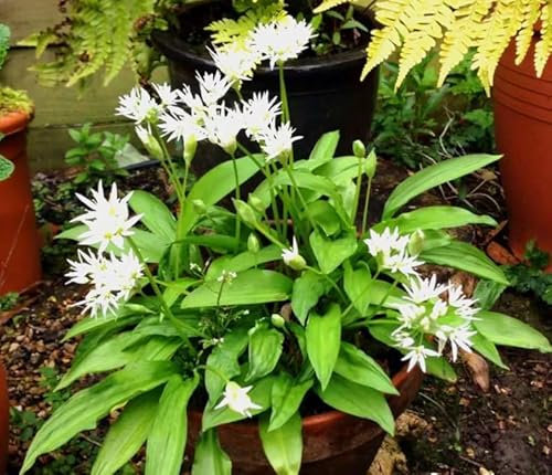 1 Pack of 50 SEEEDS Wild Garlic - RAMSONS Wood Bear Garlic - Allium ursinium