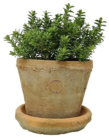 Terracotta Plant Pot with Saucer - Medium, Rustic Mediterranean Garden Succulent Planter, Terracotta Garden Herb, Bulb, Crocus, Flower Pot with Dish
