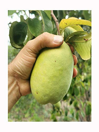 Chinese Quince, Pseudocydonia sinensis, Hardy Fruit Shrub, Rarely Offered, Great for UK Climate, 25-40cm Plant in an 8cm Pot