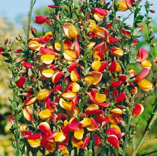 Cytisus scoparius 'Erlkönig' 60–80 cm – Winterhart, Mehrjährig, Pflegeleicht – Besenginster – Heckenpflanze für Garten & Sichtschutz