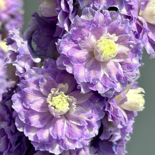 semi di delphinium, delphinium resistenti all'esterno biologici aiuola da giardino, rare, decorazione soggiorno ornamentali 450pcs