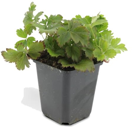 Plantas Tapizantes Waldsteinia Ternata para Jardín, Amarillas, Set de 6