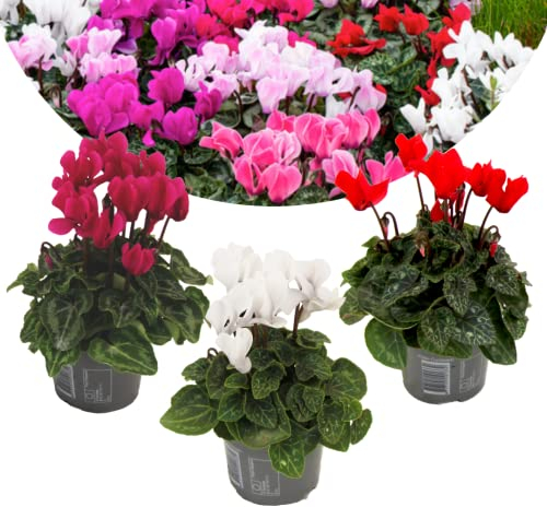 Plant in a Box - Cyclamen de Perse - Mélange de 3 - Cyclamen Persicum - Hauteur 10-20cm - Pot 9cm - Plante fleurie pour l’automne et l’hiver - Facile d’entretien et décorative