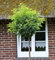 Hochstamm Portugiesische Lorbeerkirsche 40-60cm - Prunus lusitanica