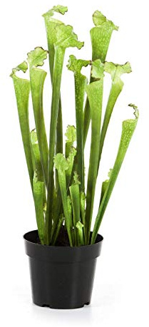 Sarracenia Natural Planta Antimosquitos Carnívora de Jardín