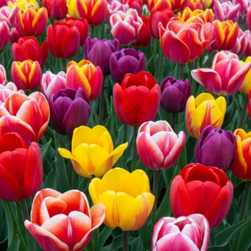 Mixed Color Tulip Bulbs for Planting - Easy to Grow Perennial Tulips, Top Size Bulbs (5 Bulbs)