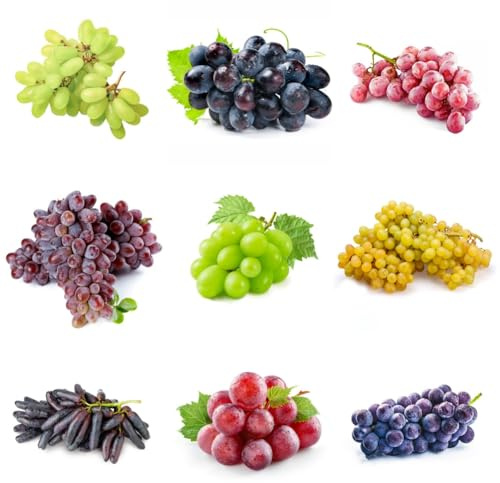 semi d'uva, semi di esotico frutto colonnare da frutto per gli amanti del giardino uva, da colonnari balcone vecchie varietà frutteto 200pcs