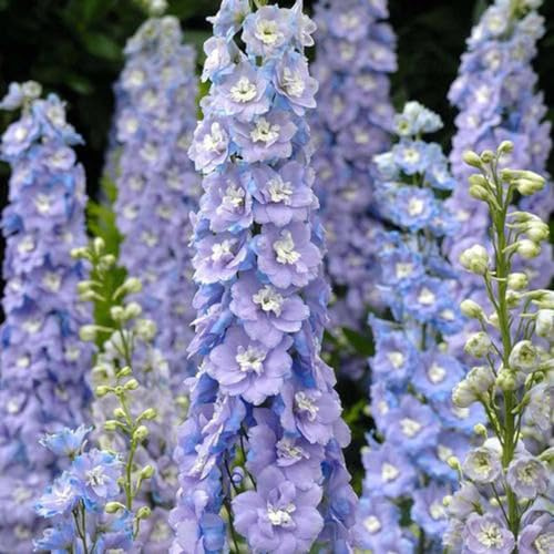 semi di delphinium - delphinium da insoliti delfinio in vaso da esterno giardino Decorazioni per giardini esterni, 700semi