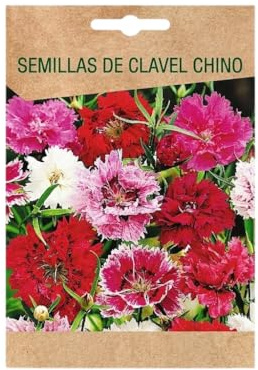 Semillas de Clavel Chino para Jardín Primaveral y Macetas de Exterior con Floración Abundante – DECOALIVE