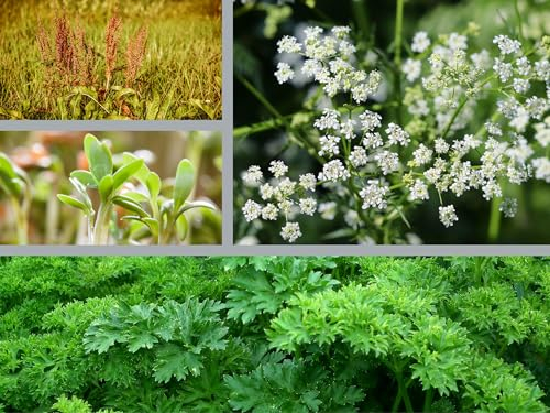 Frankfurter Grüne Soße Kräutermischung - 7 Kräuter Samen für die traditionelle Sauce - deutsches Saatgut für Garten & Balkon - Bienen freundlich – Petersilie Schnittlauch Kresse Borretsch Kerbel