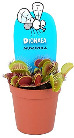 Venus Atrapamoscas en Maceta Pequeña Dionaea Muscipula Planta Carnívora Viva Real