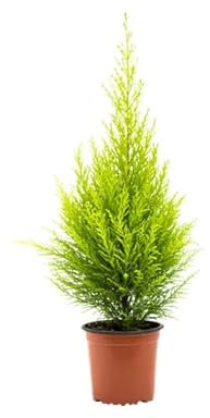 Árbol Ciprés de Color Amarillo Planta Goldcrest Natural