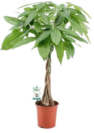 Pachira acuática Natural Planta de Interior Fácil de Mantener