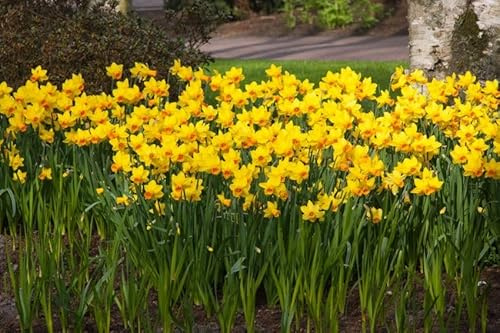 Vivaio Garden Forest, Narcisi Jetfire - 8 bulbi calibro 10/11, Narcisi compatti giallo intenso con corona arancio acceso ricurva, Fioritura primaverile vivace e solare, Ideali per aiuole e vasi