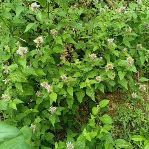 Semillas de ortiga fragante - Agastache foeniculum - jardín de productos sostenibles verdes semillas de resistentes 200pcs