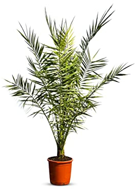 Palmier - Phoenix Canariensis - 140-160 centimètres - Palmier Dattier