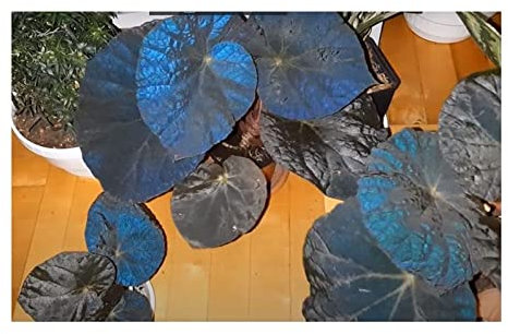 Stk - 10x Begonia xanthina Ziersträucher Garten Pflanzen - Samen ID339 - Seeds & Plants Shop by Ipsa