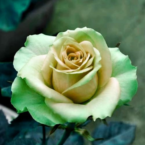 Hybridrose - Rose pflanzen knollen winterhart - Seltene Rosenpflanze - Strauchrosen, Duftrosen - Edelrosen in vielen Sorten und Farben-1Pflanze-D