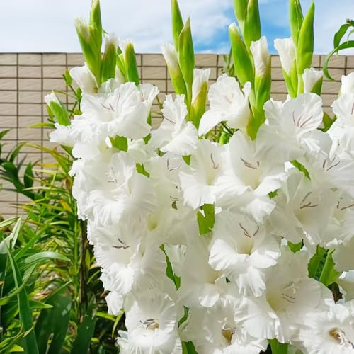 bulbi di gladioli resistente Bulbi di perenni resistenti all'inverno decorazione giardino decorazione ufficio balcone 9pcs