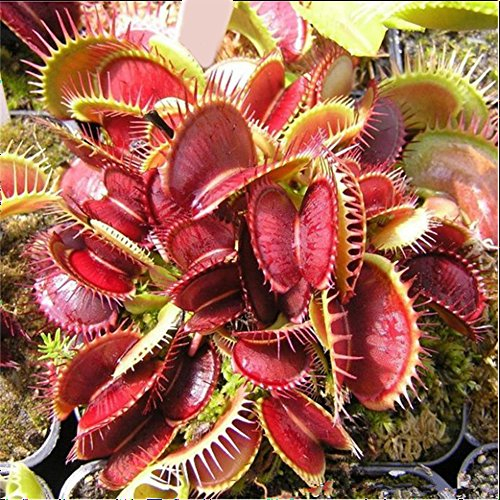 500 kapseln Venus Fliegenfalle Anlage Samen Hohe Keimung Rate Exotische Insektenfressende Anlage Samen