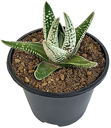 Fangblatt - Haworthia pumila cv. Emperor - seltene Oktopus Sukkulente ca. 10 cm hoch, im Ø 9 cm Topf - exotische Zimmerpflanze