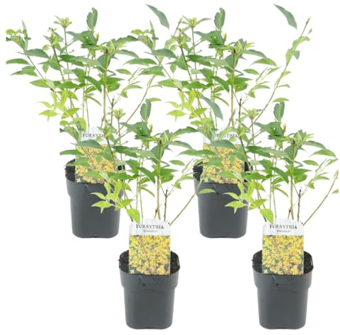 Plant in a Box - Forsythia intermedia 'Minigold' - 4er Set - Forsythie Goldflieder - Topf 17cm - Höhe 25-40cm