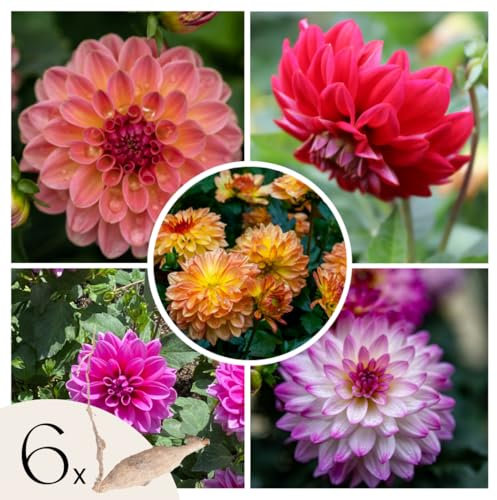 Plant in a Box - Dahlia Pacific Bulb Mix - Set de 6 - Bulbes de dahlia - Mélange coloré de différentes fleurs de dahlia remarquables