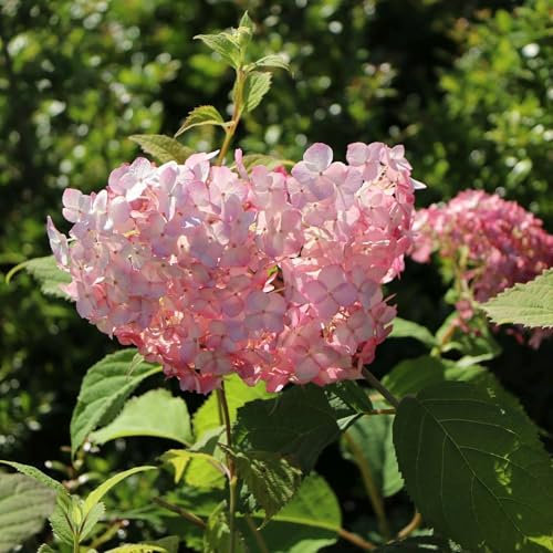 Pianta vera di Hydrangea arborescens Candy Bubblegum - Diametro Vaso Ø 18 cm