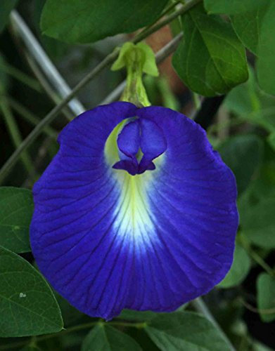 Clitoria ternatea vigne, 15 graines de pois de papillon, Pigeonwings asiatiques
