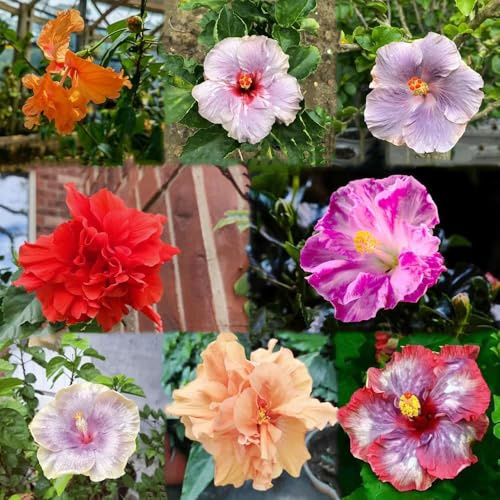 800 piezas semillas hibisco - semillas de bonsái del jardin de silvestres perennes resistentes, Las jardín son resistentes trepadoras