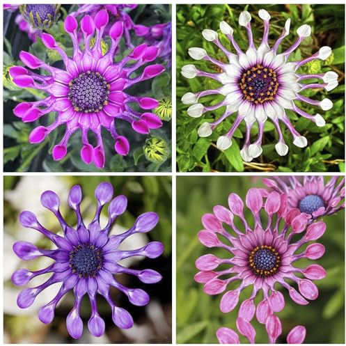 145+ Rare Perennial African Rare Daisy Flower Seeds for Planting Outdoor-Non-GMO Heirloom Garden Decoration